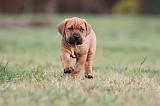 TOSA INU 169